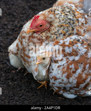 Inländische Hof Huhn mit frisch geschlüpfte Küken Stockfoto