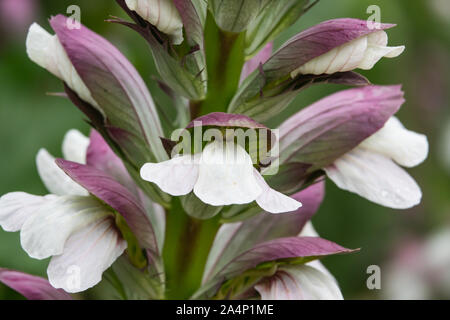 Bear's Hosen Blumen in voller Blüte im Frühling Stockfoto