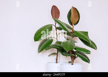 Zwei Zimmerpflanzen aus weisser Keramik Blumentöpfe. Ficus elastische auf einem hellen Hintergrund. Close Up. Stockfoto