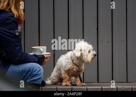 RIGA, Lettland. 15. Oktober, 2019. Süße malteser Hund auf der Terrasse im Cafe. Warten auf Besitzer, während Sie das Trinken einer Tasse Kaffee. Stockfoto