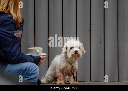 RIGA, Lettland. 15. Oktober, 2019. Süße malteser Hund auf der Terrasse im Cafe. Warten auf Besitzer, während Sie das Trinken einer Tasse Kaffee. Stockfoto