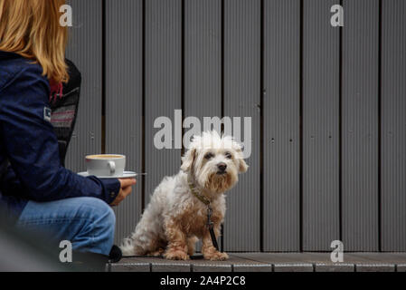 RIGA, Lettland. 15. Oktober, 2019. Süße malteser Hund auf der Terrasse im Cafe. Warten auf Besitzer, während Sie das Trinken einer Tasse Kaffee. Stockfoto