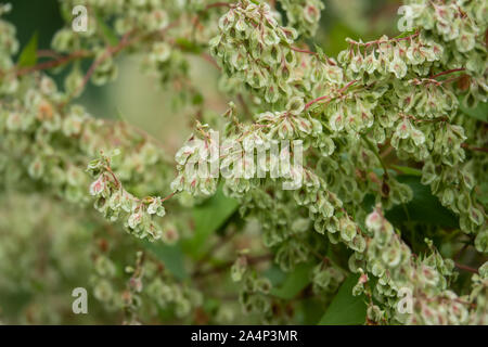 Schwarz Bindweed Früchte im Sommer Stockfoto