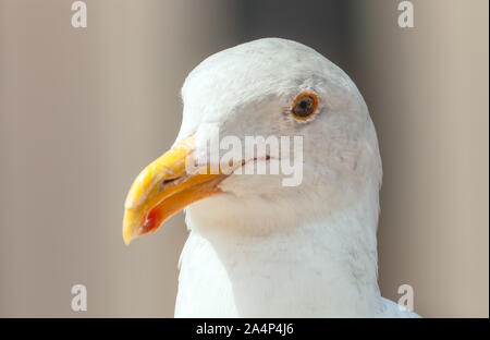 Kopfporträt einer Westmöwe Larus occidentalis. Stockfoto