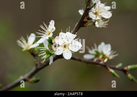 Blackthorn Blumen in voller Blüte im Frühling Stockfoto