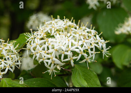 Blutige Hartriegel Blumen in voller Blüte im Frühling Stockfoto