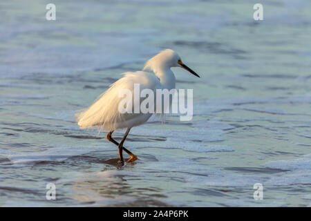 Snowy Silberreiher (Egretta thula) Auf einer Jagd am frühen Morgen in Santa Cruz, Kalifornien, USA. Stockfoto