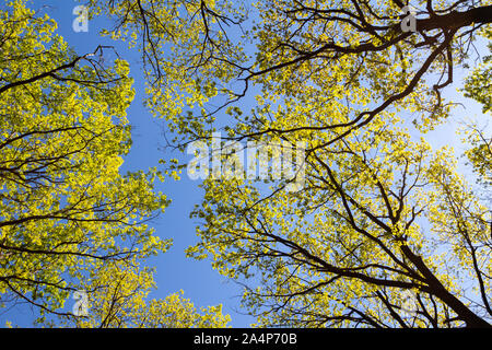 Wald Trauben-eiche Bäume mit frischen grünen Blätter im Frühjahr Low Angle View mit direkter Sonne Stockfoto