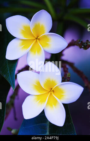 Frangipani Blume, um die so genannte Blume der Liebe Stockfoto