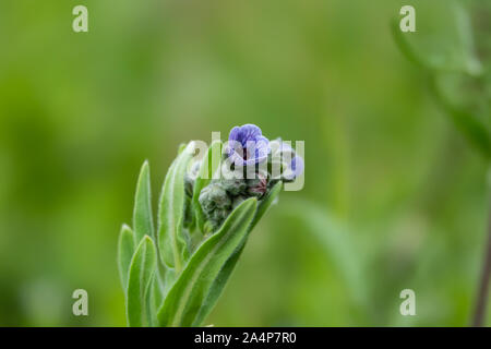 Von Blue Hound Zunge Blumen in voller Blüte im Frühling Stockfoto