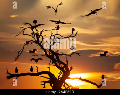 Eine Gruppe von marabou Störche in einem Baum im Okavango, Kasane, Botswana Stockfoto