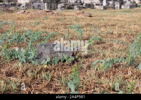 Schildkröte im griechischen Ruinen Stockfoto