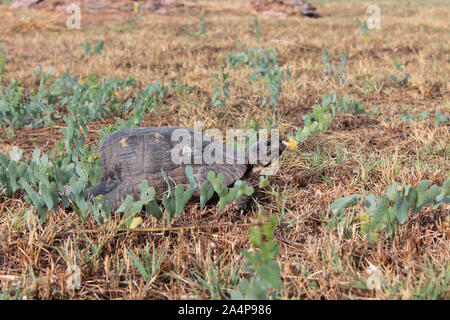 Schildkröte im griechischen Ruinen Stockfoto