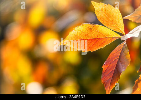 Ahorn Filialen mit orange-gelben Blätter im Herbst, im Licht des Sonnenuntergangs. Acer freemanii x, oder Box Elder, boxelder Ahorn, Esche-leaved Ahorn. Trockene herbstliche Stockfoto