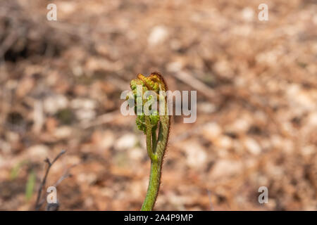 Bracken Fern Entfaltung im Frühling Stockfoto