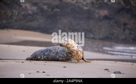 Atlantic Grau Dichtung Kuh auf Strand Stockfoto