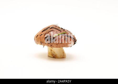 Eine schmutzige, ungeschält stehend auf Rohr Suillus Pilz isoliert auf einem weißen Hintergrund. Stockfoto