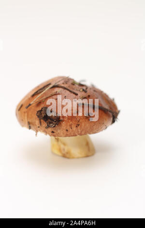 Eine schmutzige, ungeschält stehend auf Rohr Suillus Pilz isoliert auf einem weißen Hintergrund. Stockfoto