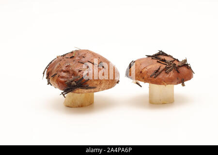 Zwei schmutzig, ungeschält stehend auf Rohr Suillus Pilze auf einem weißen Hintergrund. Stockfoto