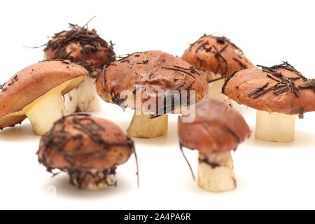 Ein Haufen schmutziger, ungeschält stehend auf Rohr Suillus Pilze auf einem weißen Hintergrund. Selektive konzentrieren. Stockfoto