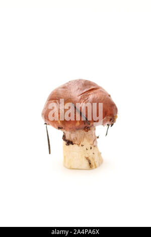 Eine schmutzige, ungeschält stehend auf Rohr Suillus Pilz isoliert auf einem weißen Hintergrund. Stockfoto