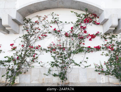 Blühende Weinpflanze auf einen weißen Stein Wand, gesehen von der Vorderseite. Stockfoto