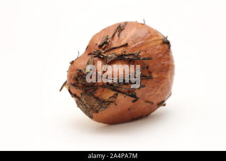 Eine schmutzige, ungeschält Suillus Pilz liegt auf Ihrer Seite auf einem weißen Hintergrund. Stockfoto