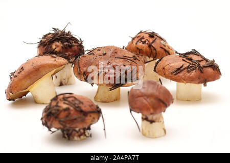 Ein Haufen schmutziger, ungeschält stehend auf Rohr Suillus Pilze auf einem weißen Hintergrund. Selektive konzentrieren. Stockfoto