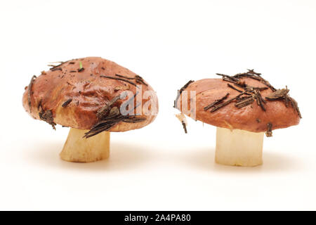 Zwei schmutzig, ungeschält stehend auf Rohr Suillus Pilze auf einem weißen Hintergrund. Stockfoto