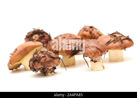 Ein Haufen schmutziger, ungeschält stehend auf Rohr Suillus Pilze auf einem weißen Hintergrund. Selektive konzentrieren. Stockfoto