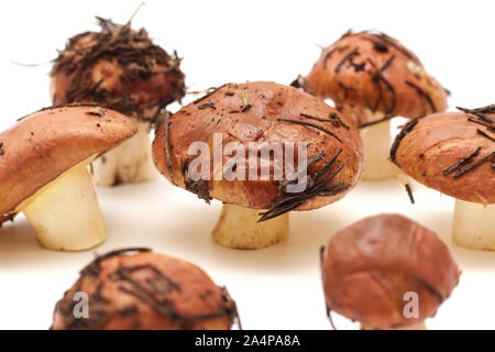 Ein Haufen schmutziger, ungeschält stehend auf Rohr Suillus Pilze auf einem weißen Hintergrund. Selektive konzentrieren. Stockfoto