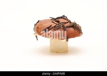 Eine schmutzige, ungeschält stehend auf Rohr Suillus Pilz isoliert auf einem weißen Hintergrund. Stockfoto