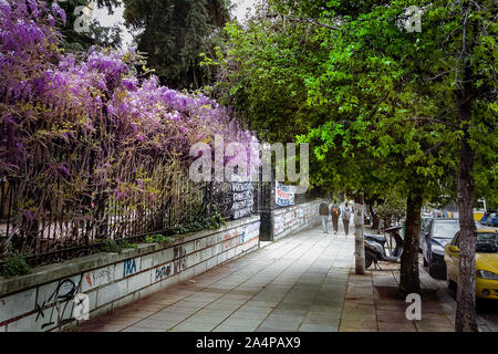 Blühende Glyzinie auf der Straße in Thessaloniki. Griechenland. Stockfoto