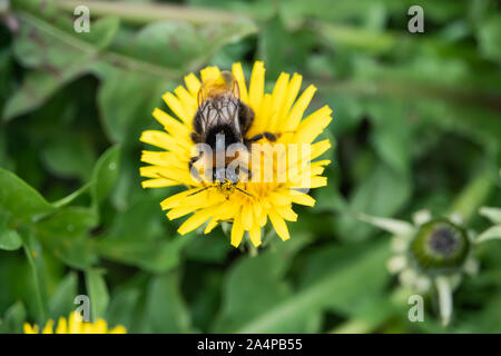 Hummel auf Löwenzahn Blume im Frühling Stockfoto