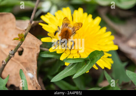 Hummel auf Löwenzahn Blume im Frühling Stockfoto