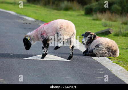 Zwei Schafe auf der Straße über Bodmin Moor in Cornwall. Stockfoto