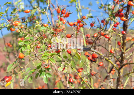 In der Nähe Bild von Hagebutten auf dem Zweig Stockfoto