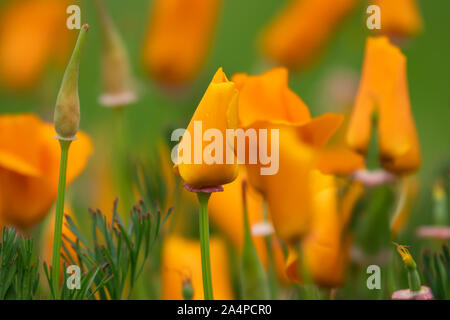 Kalifornischer Mohn Blumen in voller Blüte im Frühling Stockfoto