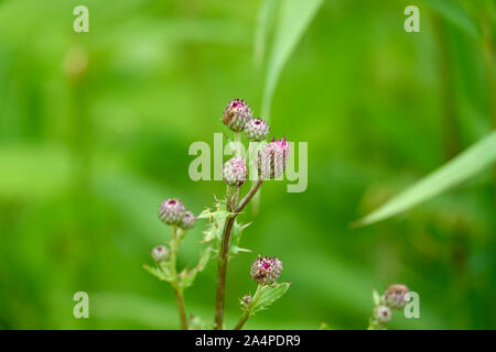 Creeping Thistle Blütenknospen im Sommer Stockfoto
