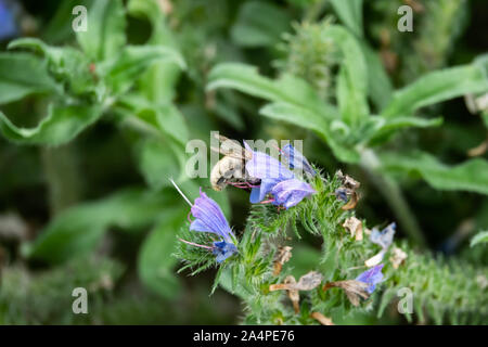 Heidelibelle auf der Viper Bugloss Blumen Stockfoto