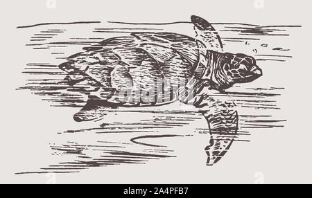 Kritisch bedrohte Echte Karettschildkröte (Eretmochelys imbricata) schwimmen. Abbildung: Nach einem historischer Stich aus dem 19. Jahrhundert Stock Vektor