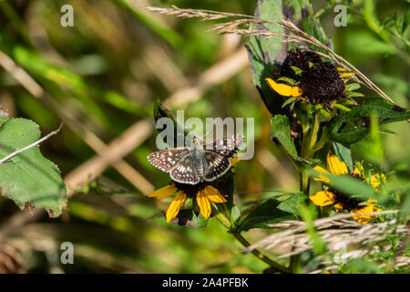 Checkered Skipper auf Coneflower im Sommer Stockfoto