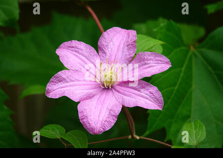 Clematis Blume in voller Blüte im Frühling Stockfoto