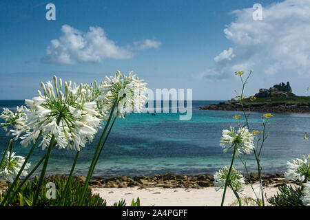 Weiße Agapanthus Blüten Altstadt Bay, St. Mary's, Isles of Scilly Stockfoto