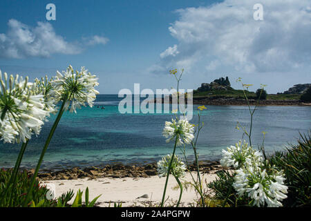 Weiße Agapanthus Blüten Altstadt Bay, St. Mary's, Isles of Scilly Stockfoto