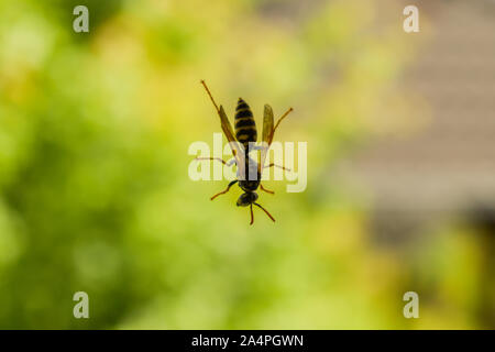 Nahaufnahme von Wasp stehend auf der Oberfläche eines Fensters. Verschwommenes grün Natur Hintergrund. Stockfoto