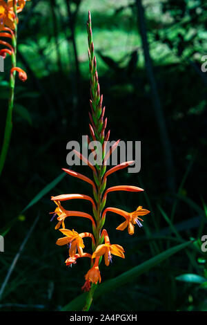 Die Blume Spike eines Beatrice Watsonia Watsonia (pillansii) Stockfoto