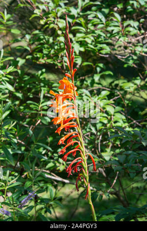 Die Blume Spike eines Beatrice Watsonia Watsonia (pillansii) Stockfoto