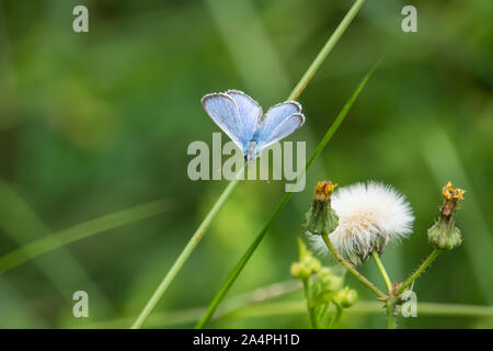 Gemeinsame Blauer Schmetterling auf Gras Blatt im Frühling Stockfoto
