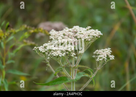 Gemeinsame Boneset Blumen in voller Blüte im Sommer Stockfoto